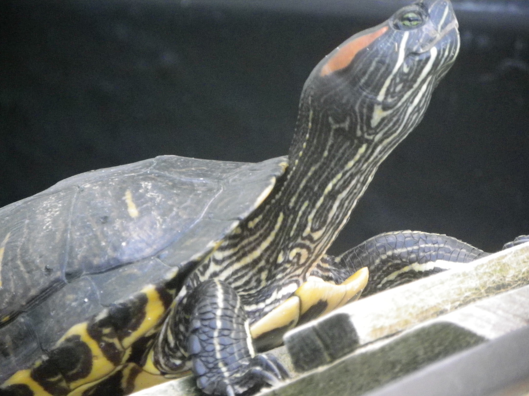Red-eared Turtles - CURRENTLY UNAVAILABLE image 1